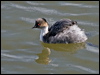 Click here to enter gallery and see photos of Silvery Grebe