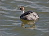 silvery_grebe_208253