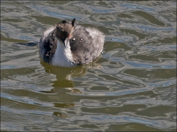 Silvery Grebe silvery_grebe_208225.psd