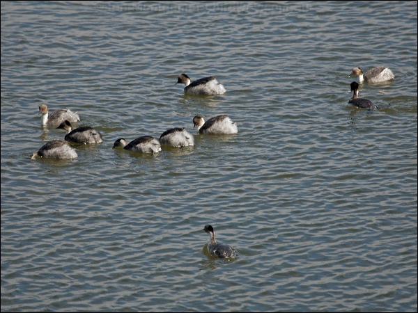 Silvery Grebe silvery_grebe_208242.psd