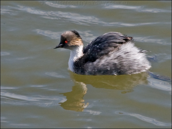 Silvery Grebe silvery_grebe_208249.psd