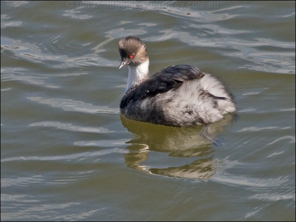 Silvery Grebe silvery_grebe_208253.psd