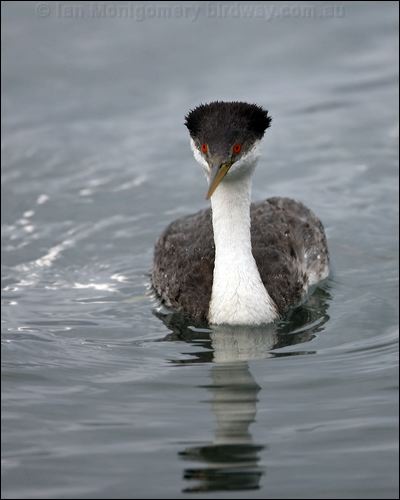 Western Grebe western_grebe_111061.psd