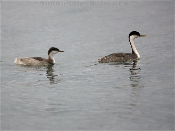 Western Grebe western_grebe_111072.psd
