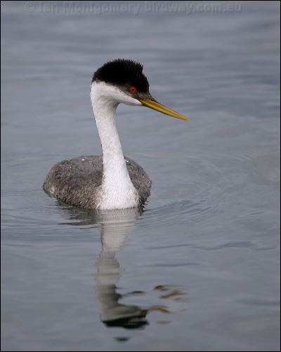 Western Grebe western_grebe_111081.psd