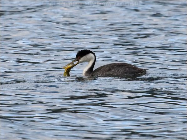 Western Grebe western_grebe_68358.psd