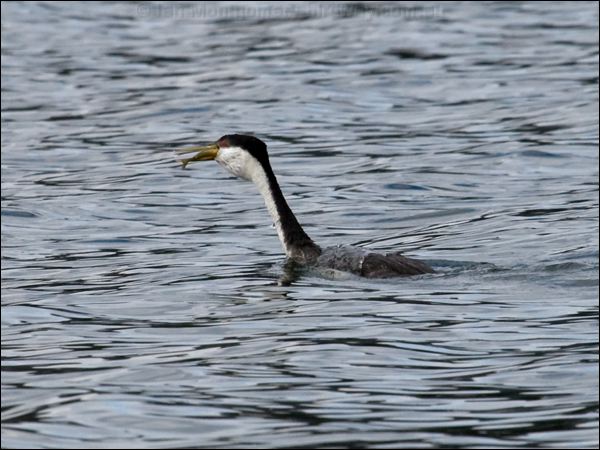 Western Grebe western_grebe_68362.psd