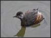 white_tufted_grebe_208069