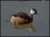 white_tufted_grebe_208293