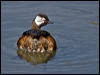 white_tufted_grebe_208301