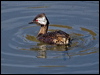 Click here to enter gallery and see photos of White-tufted Grebe