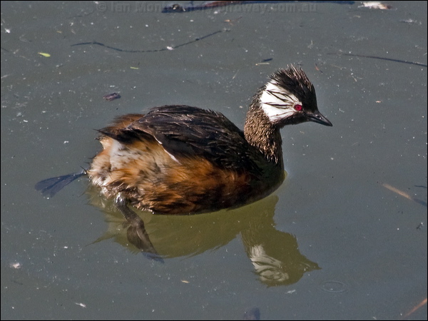 White-tufted Grebe white_tufted_grebe_208293.psd
