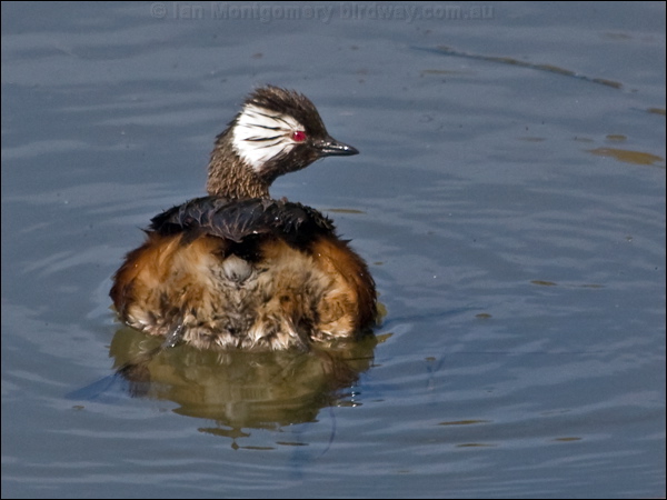 White-tufted Grebe white_tufted_grebe_208301.psd