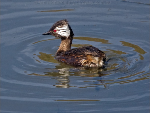 White-tufted Grebe white_tufted_grebe_208303.psd