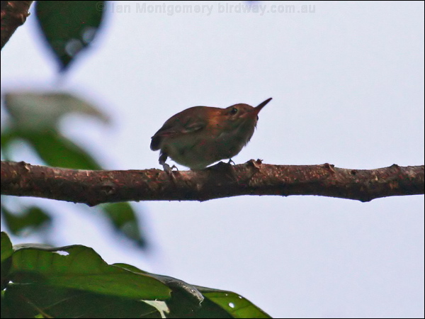 Long-billed Gnatwren long_billed_gnatwren_23635.psd