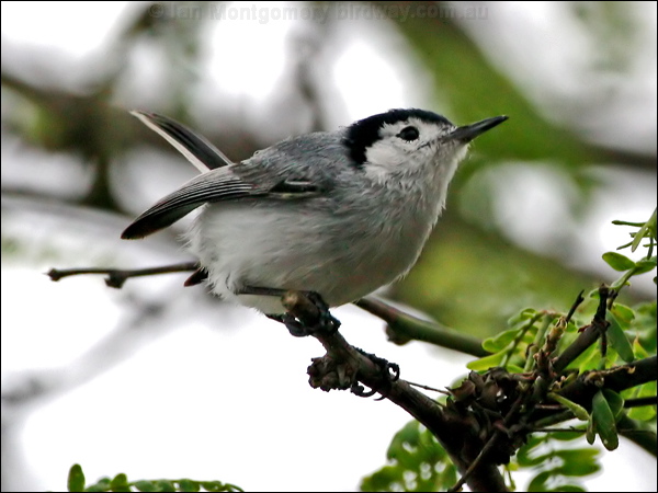 Tropical Gnatcatcher tropical_gnatcatcher_27319.psd