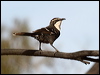 Click here to enter gallery and see photos/pictures/images of Chestnut-crowned Babbler