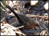 grey_crowned_babbler_09673