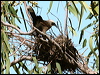 grey_crowned_babbler_30828