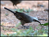 grey_crowned_babbler_30835