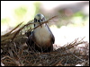 grey_crowned_babbler_30887