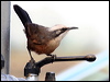 Click here to enter gallery and see photos/pictures/images of Grey-crowned Babbler