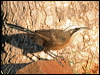 grey_crowned_babbler_41488