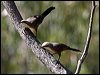 grey_crowned_babbler_90101