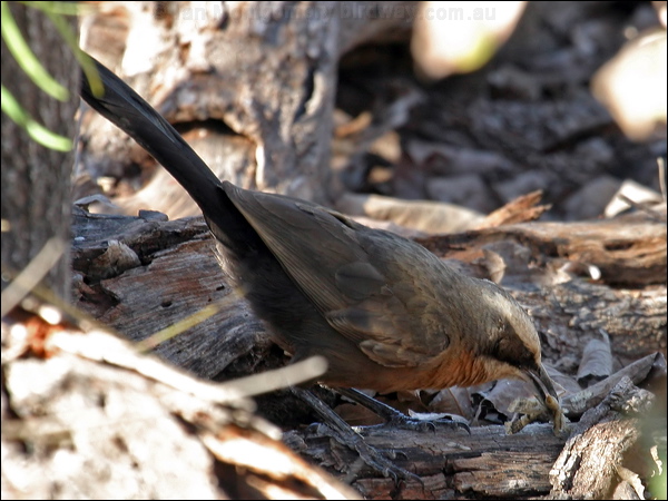Grey-crowned Babbler grey_crowned_babbler_09673.psd