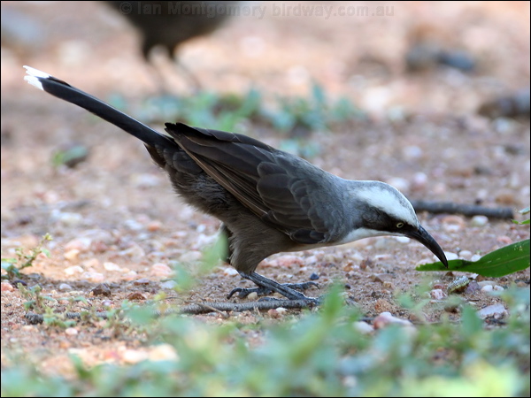 Grey-crowned Babbler grey_crowned_babbler_30835.psd