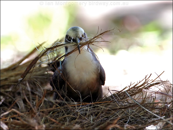 Grey-crowned Babbler grey_crowned_babbler_30887.psd