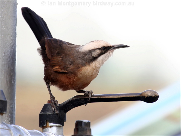 Grey-crowned Babbler grey_crowned_babbler_41447.psd