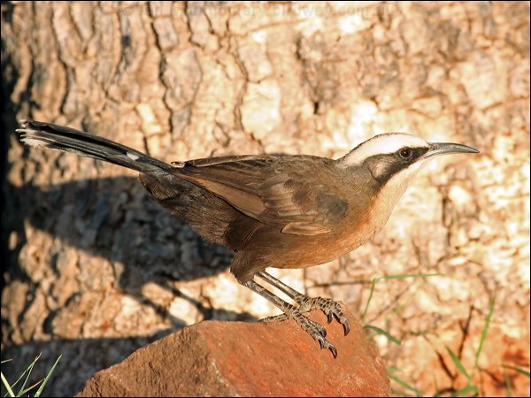Grey-crowned Babbler grey_crowned_babbler_41488.psd
