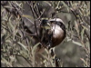 halls_babbler_158008