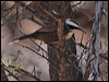 halls_babbler_158044