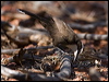 halls_babbler_158065