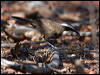 halls_babbler_158066