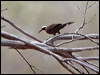 halls_babbler_82046