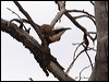 halls_babbler_82175