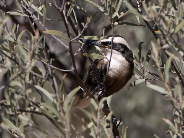 Hall's Babbler halls_babbler_158008.psd