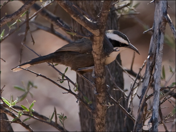 Hall's Babbler halls_babbler_158044.psd