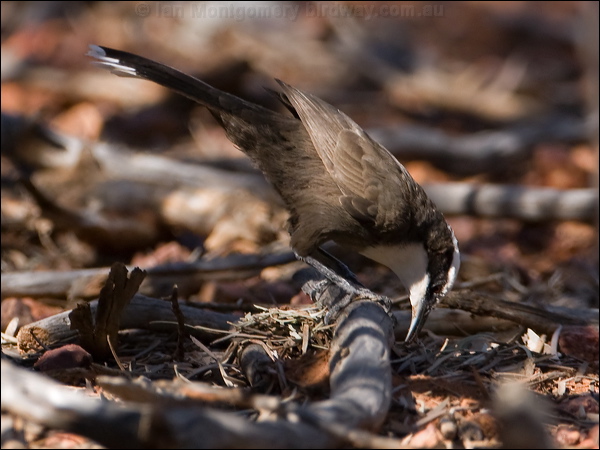 Hall's Babbler halls_babbler_158065.psd