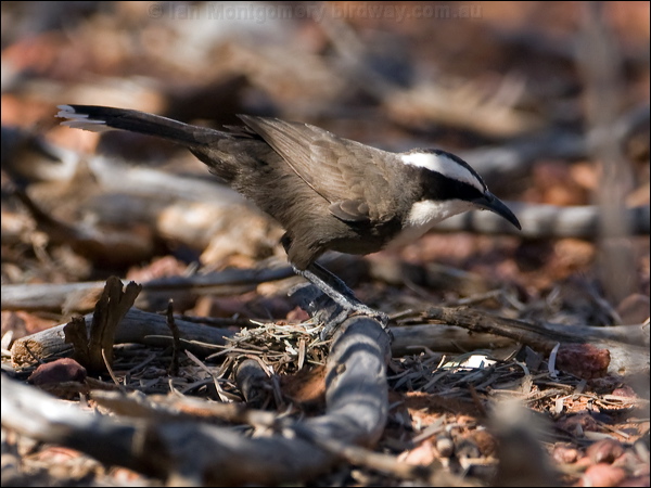 Hall's Babbler halls_babbler_158066.psd