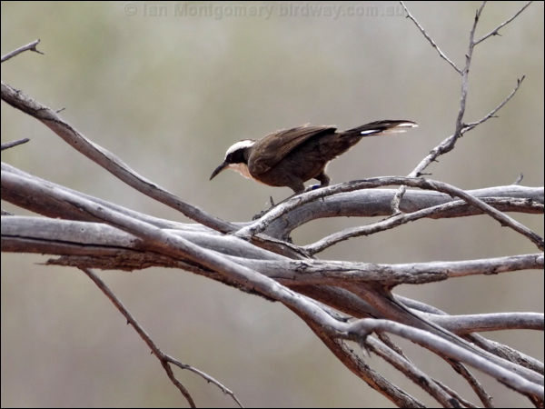 Hall's Babbler halls_babbler_82046.psd