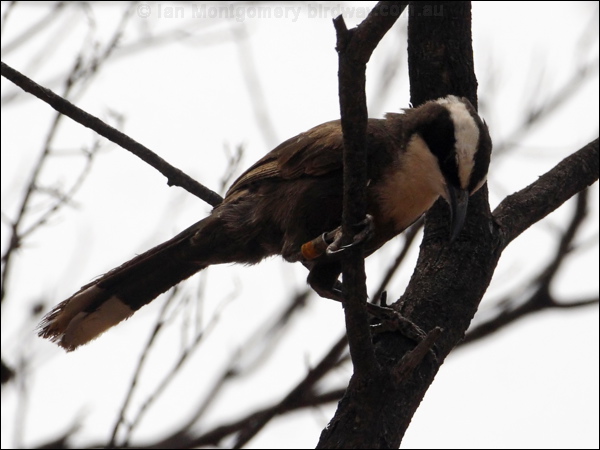 Hall's Babbler halls_babbler_82065.psd