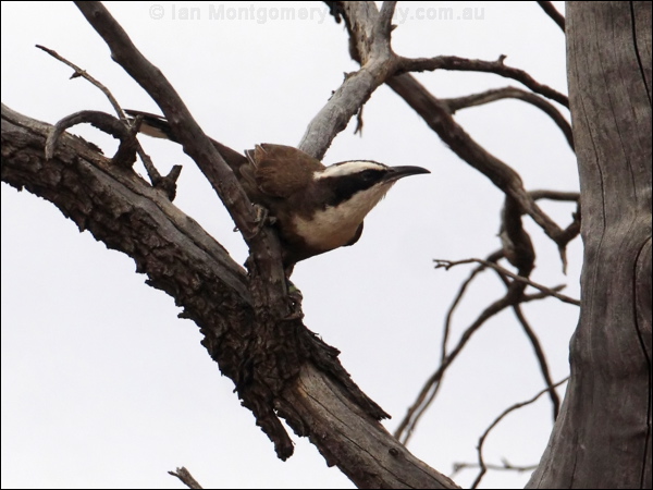 Hall's Babbler halls_babbler_82175.psd