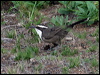 whitebrowed_babbler_06264