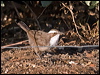 whitebrowed_babbler_163864