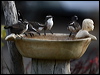 whitebrowed_babbler_87341