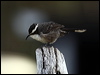 whitebrowed_babbler_87347